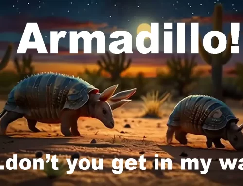 armadillo