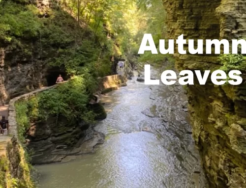 Autumn Leaves