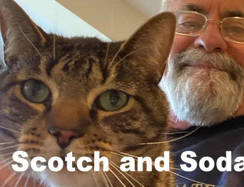 Scotch and Soda